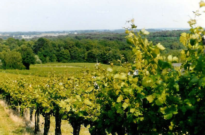 vignes